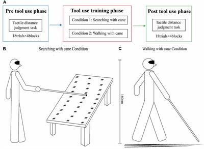 Tool-Use Training Induces Changes of the Body Schema in the Limb Without Using Tool